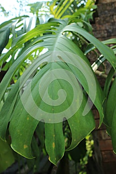 A medium Amydrium plant, which is a deep and beautiful green.