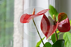 Medium anthurium â€“ Flamingo flower