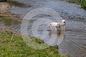 Medium breed dog with abundant white brown fur walking out of river towards shore photo