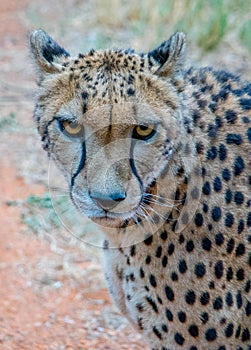 Medium close up of cheetah