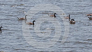 Medium close up of ducks swimming in the lake