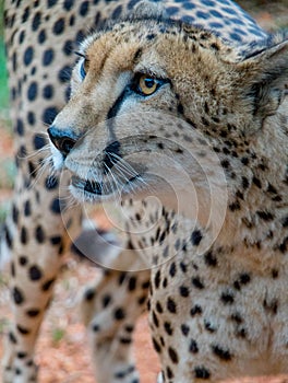 Medium close up profile of cheetah
