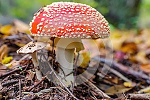 Medium close-up shot of a Fly agaric mushroom