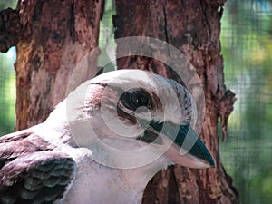 Medium close-up shot of a Laughing Kookaburra