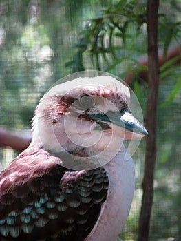 Medium close-up shot of a Laughing Kookaburra