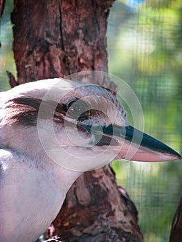 Medium close-up shot of a Laughing Kookaburra