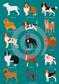 Medium Dog breeds set