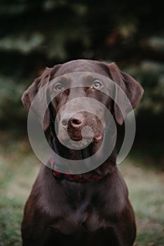 Medium Dog Portrait Black Lab