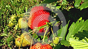 The  large-fruited strawberry  ripens on a green bush