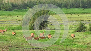 Medium or full shot of wild Barasingha or Rucervus duvaucelii or Swamp deer twelve horned family in group a elusive and vulnerable