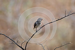 Medium ground finch bird