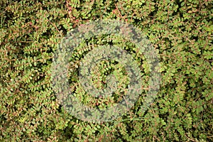 Medium overhead view of green ground level vegetation