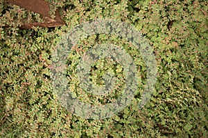 Medium overhead view of green ground level vegetation with bare earthy patch visible.