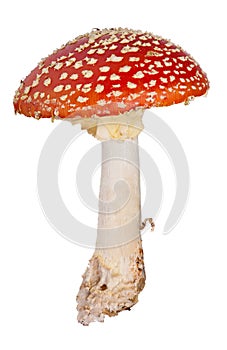 Medium red fly agaric isolated on white