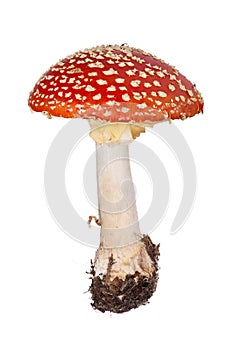 Medium red fly agaric on white