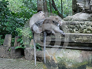 Medium shot of adult Money grooms another adult monkey in Monkey Sanctuary