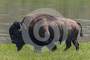 Medium Shot of American Bison