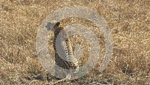 Medium shot of the back of a female cheetah sitting on the ground in masai mara game reserve