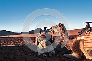 Camels resting in the desert of Zagora photo
