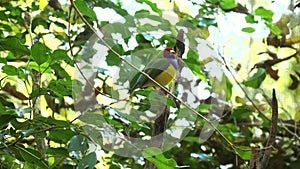 Medium shot of a colorful gouldian finch