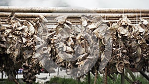 Medium shot of dried fish on a wooden rack in fishing village Reine on Lofoten islands