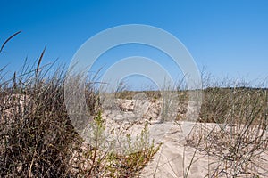 Medium shot of Dunes with Beachgrass