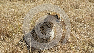 Medium shot of a female cheetah sitting on the ground in masai mara