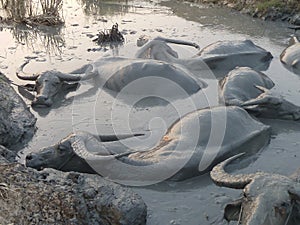 Medium shot of a group of Water Buffalos Wallowing in a Mud Hole