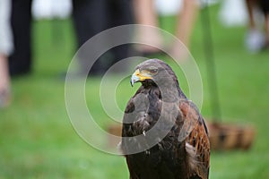 Medium shot of Harris hawk (Parabuteo unicinctus)