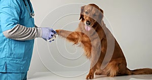 Medium shot of a male veterinarian in a blue uniform bandaging the paw of a dog.