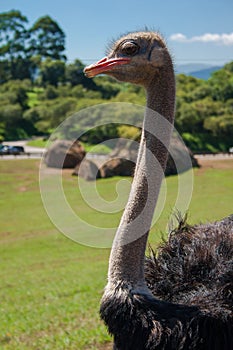 Medium shot of a pretty ostrich