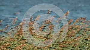 Medium shot of reeds swinging in strong wind in front of water of the lake