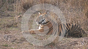 medium shot of a tiger cub laying down at tadoba reserve