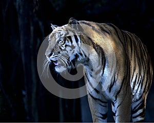 Medium shot of a tiger's face with bare teeth of Bengal Tiger