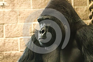 Gorilla Face, Medium photo