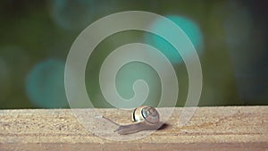 Medium Shot of a White Lipped Snail