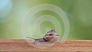 Medium Shot of a White Lipped Snail