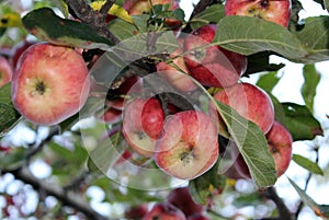 Medium Size Apple tree in the Fall
