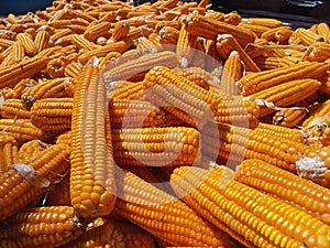 Medium Size Harvested Corn Bunches