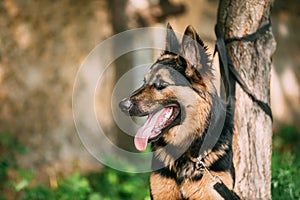 Medium Size Long-Haired Mixed Breed Black And Red Adult Dog With