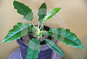 A medium size plant of Philodendron Narrow Tiger`s Tooth