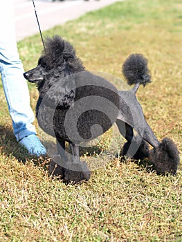 Medium size poodle on summer background