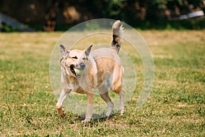 Medium Size Short-Haired Mongrel Yellow Adult Dog With Small Bal