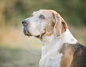 Medium Sized Anglo French Hound photo