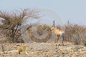 Medium-sized antelope found in eastern and southern Africa. Namibia