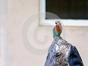 Medium sized bird, Indian Roller, Coracias benghalensis