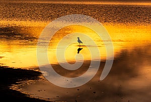 Medium-sized bird standing on the edge of the lake during the golden hour of sunset