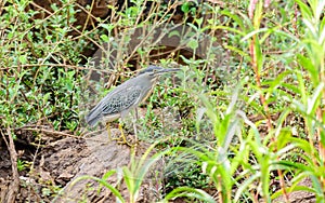 Medium sized bird, Striated Heron, Butorides striata perched on a rock copy space