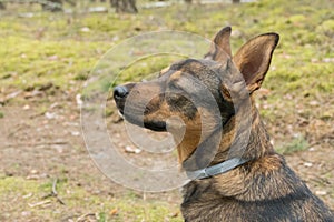 Medium-sized, brown dog on a walk on a dirt road.