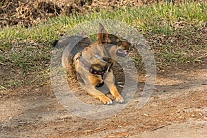 Medium-sized, brown dog on a walk on a dirt road.